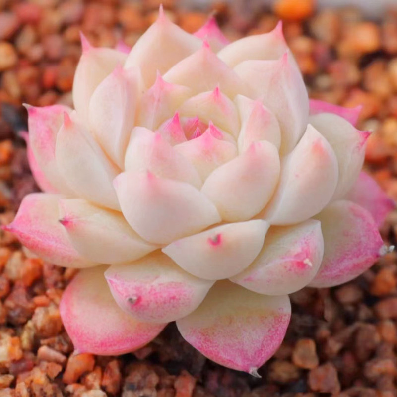 花魁多肉植物【如梦令】精致果冻色/新款奇趣肉肉盆栽阳台防辐射