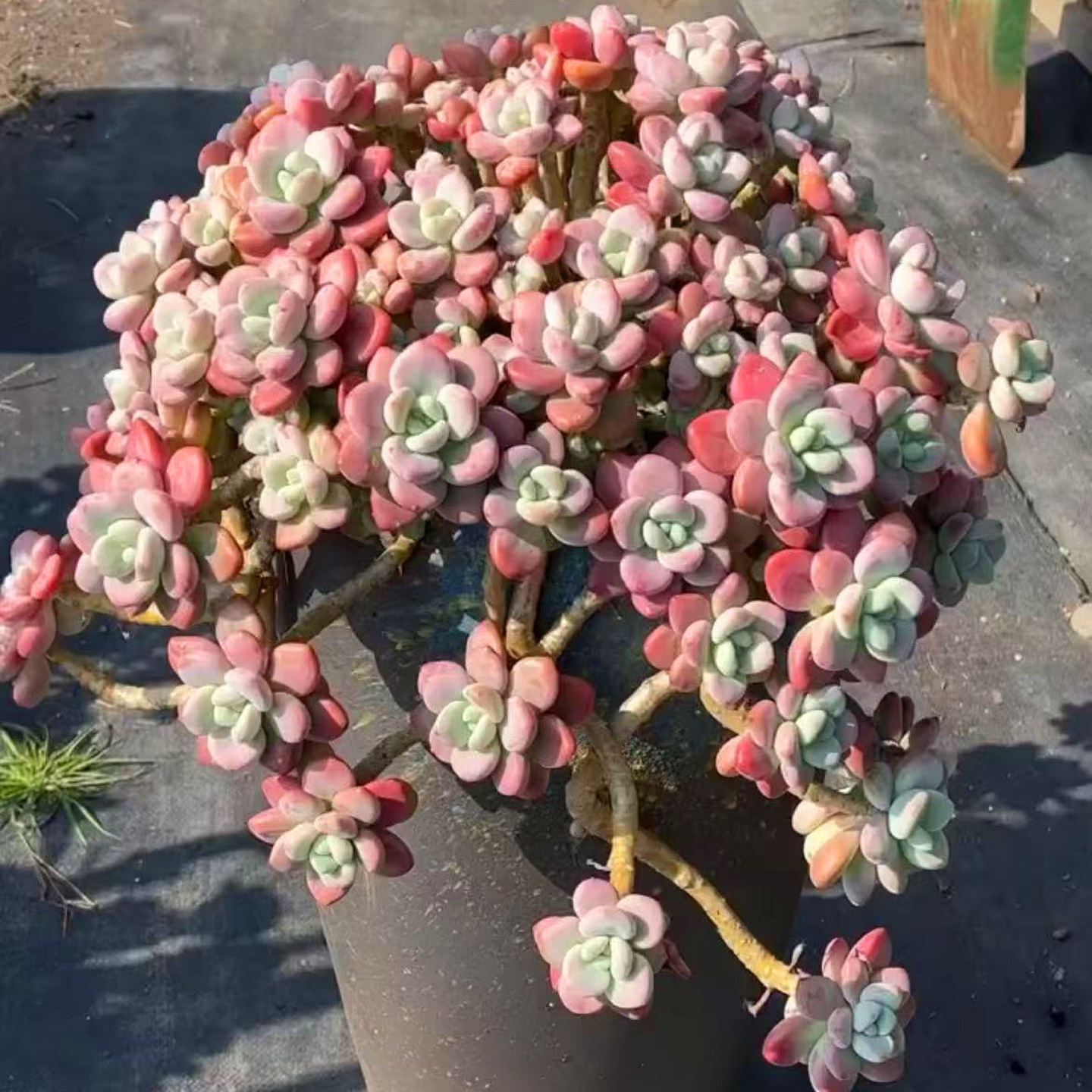 悬崖桩粗杆樱花洛神老桩多肉植物盆栽粉色钱带盆易养室内一物一拍