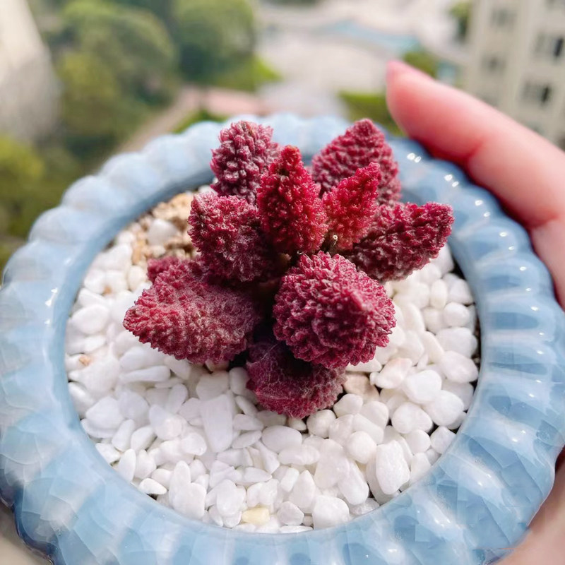 精美紫红色朱紫玉母本趣味办公桌多肉植物室内花卉盆栽阳台防辐射