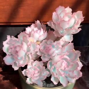 精美伯克利锦老桩新手四季好养活多肉植物办公室内花卉盆栽防辐射