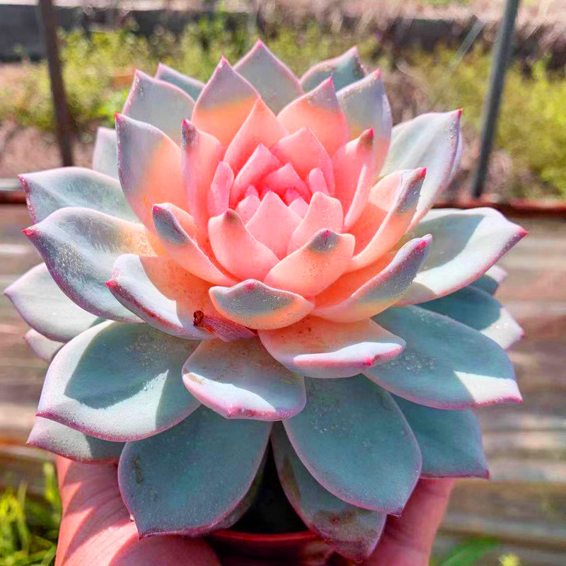 大盆大颗彩色粉蓝鸟室内好养不褪色多肉植物花卉盆栽阳台防辐射,鲜花速递/花卉仿真/绿植园艺,多肉植物,淘宝优惠券,粉丝福利购,淘宝优惠卷