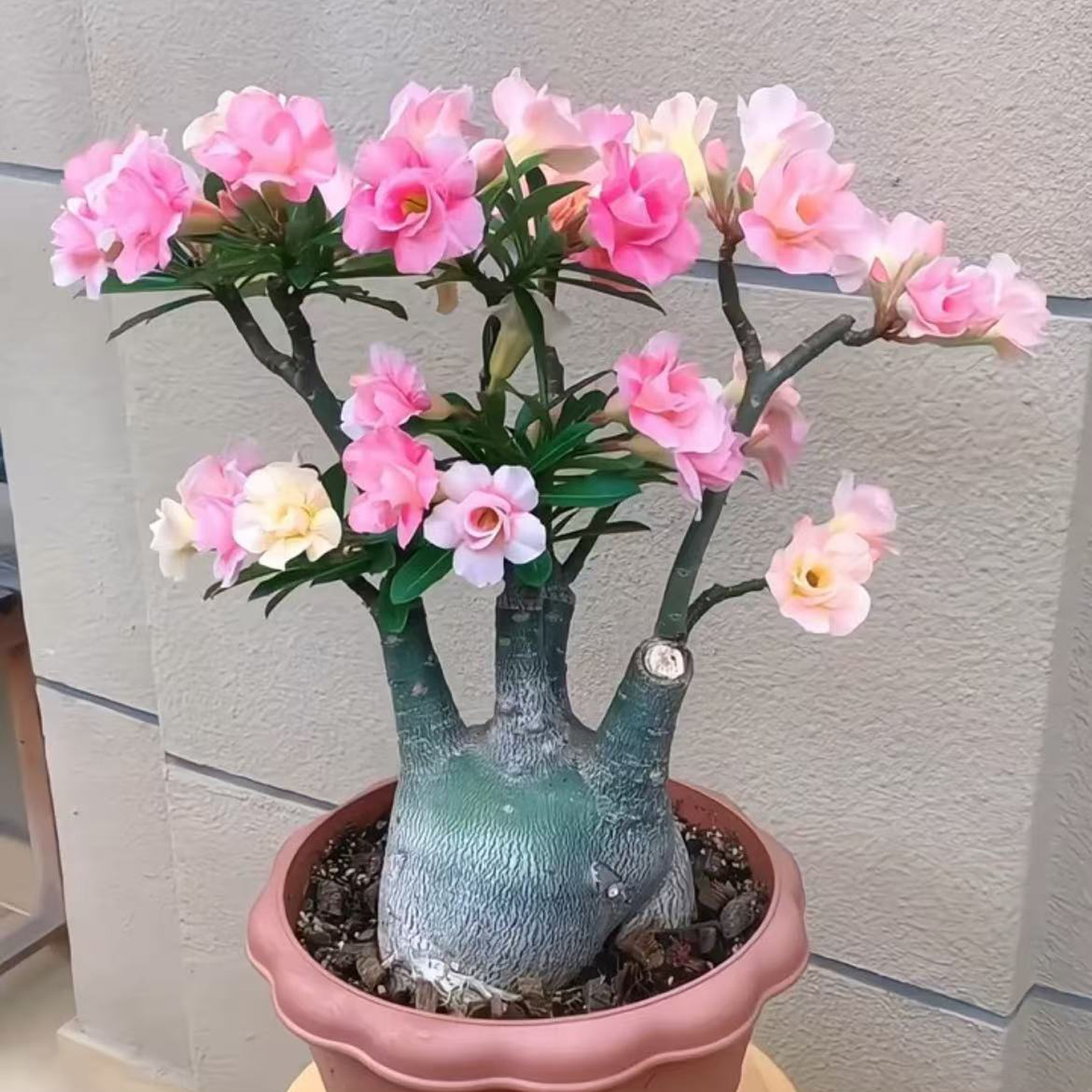 进口日系沙漠玫瑰开花花苞多肉植物盆栽花卉绿植办公室桌面防辐射