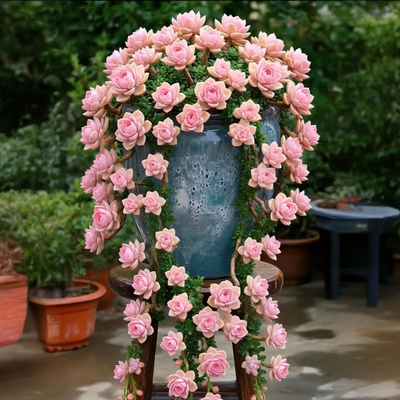 玫瑰锦多肉植物盆栽花卉绿植