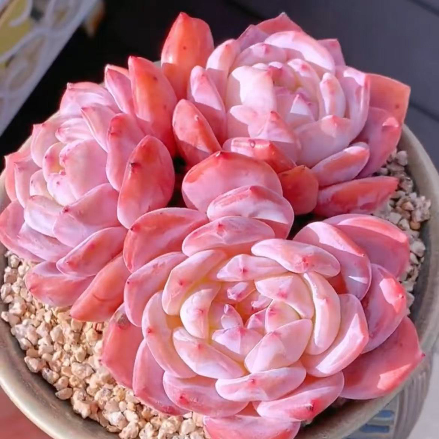 新品进口糖心橙芙蓉梦露多肉植物盆栽花卉绿植办公室防辐射好养活