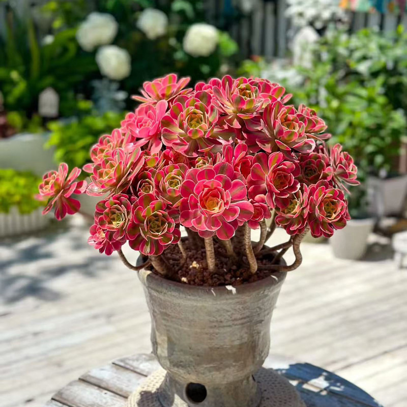 进口稀有粉女巫法师多肉植物盆栽花卉绿植办公室桌面防辐射好养活