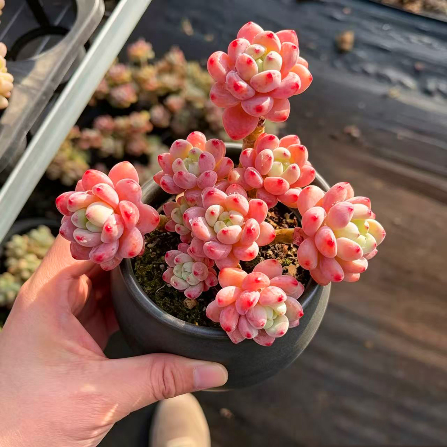 高级精致控养粉红罗琦老桩多肉植物盆栽阳台桌面好养易活室内绿植