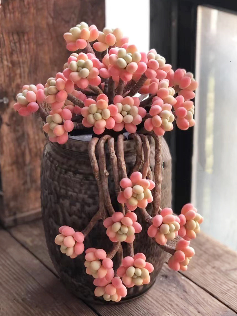 进口大颗粉色鱼子酱老桩好养多肉植物办公花卉室内盆栽阳台防辐射