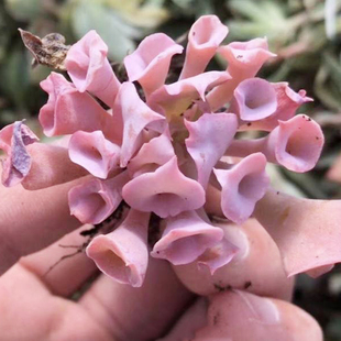 花魁多肉植物魔笛【猪鼻子】新款稀缺萌肉肉/奇趣盆栽桌面防辐射