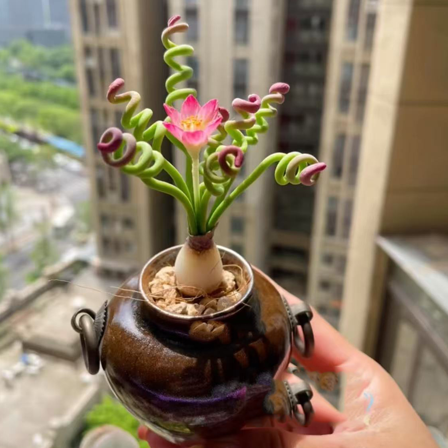 紫红色多肉植物美叶边卷