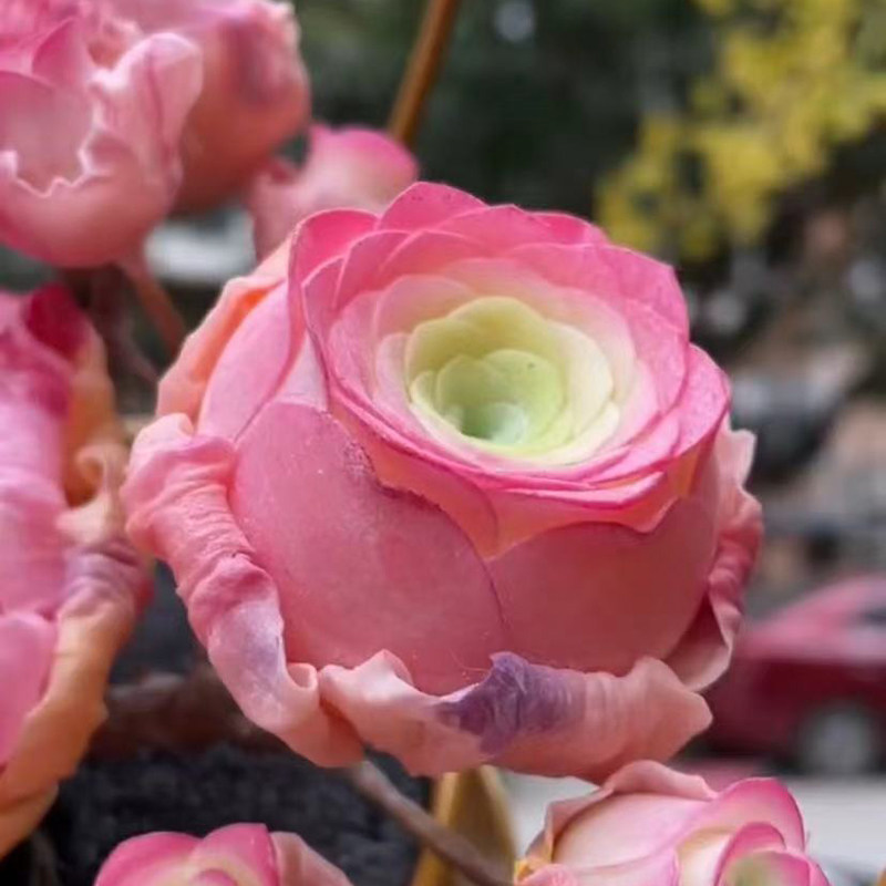 进口高档山地玫瑰水蜜桃趣味多肉植物办公室内花卉夏季好养不浇水
