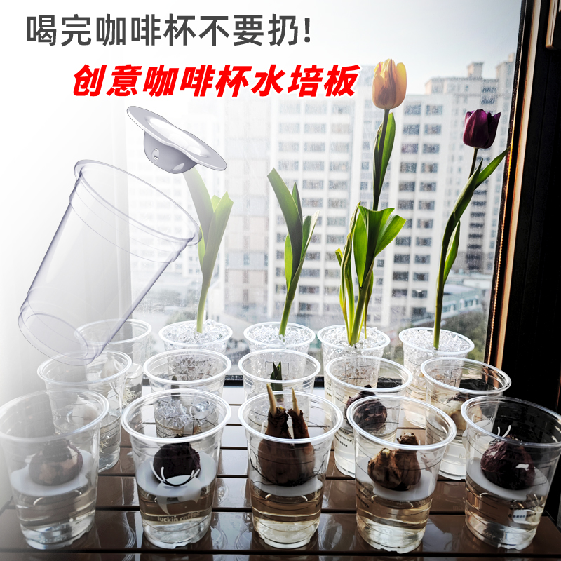 种球植物花卉水培板咖啡杯水培隔板郁金香百合水仙风信子水培隔板