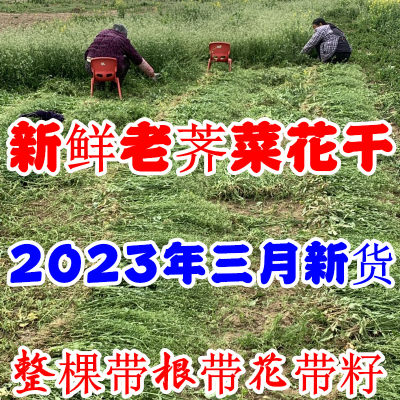 2024荠菜花干野菜荠菜花新鲜