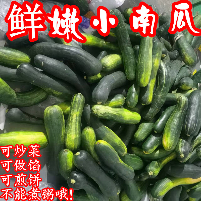 新鲜嫩南瓜蔬菜青窝瓜现摘现发