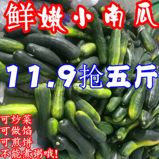 嫩南瓜新鲜蔬菜黑皮南瓜绿窝瓜嫩倭瓜青皮南瓜现摘绿南瓜农家整箱