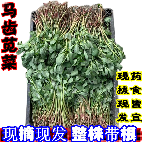 马齿苋菜新鲜野生马齿菜现挖现发