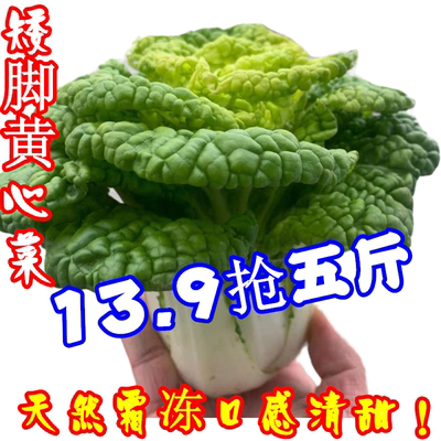 河南黄心菜新鲜乌白菜黑菜现摘