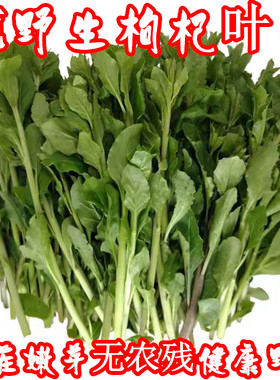 纯野生枸杞芽菜新鲜野菜食用嫩枸杞叶煲汤枸杞头枸杞尖现摘一整箱