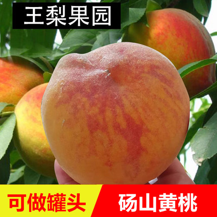 砀山83黄桃新鲜现摘露天可做罐头黄肉脆桃子毛桃新鲜水果坏果必赔