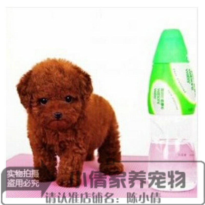 贵宾价格 贵宾图片 星期三