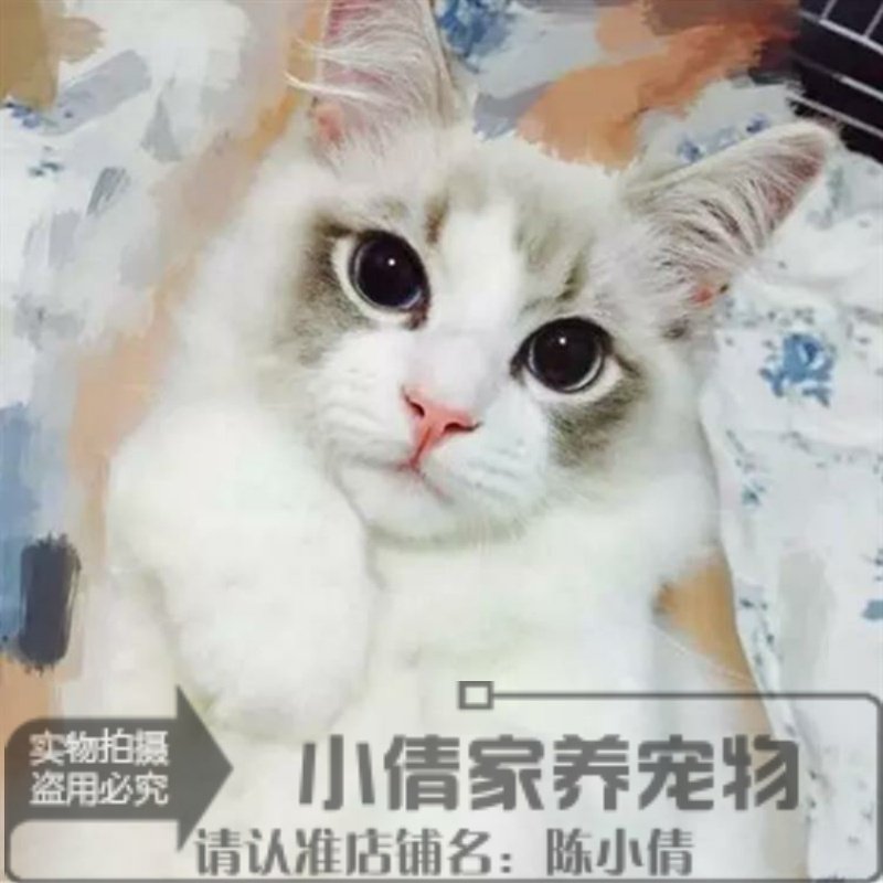 海豹手套布偶价格 海豹手套布偶图片 星期三