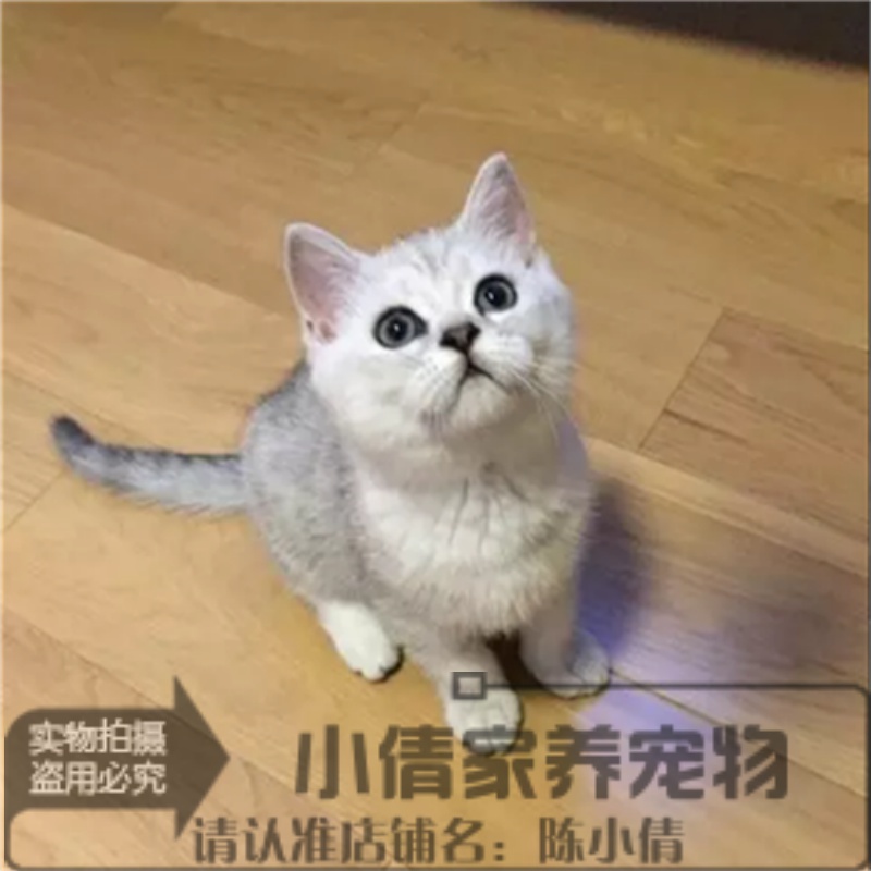 苏格兰折耳猫银渐层立耳英国短毛猫银渐层英短幼猫活体宠物猫n