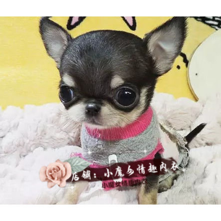 家养玩具型墨西哥吉娃娃犬活体火热销售中纯种健康