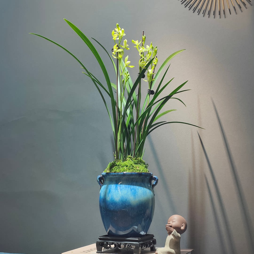 【宠粉福利】带花苞 建兰名品:观音素 浓香型 好养易活 勤花勤芽