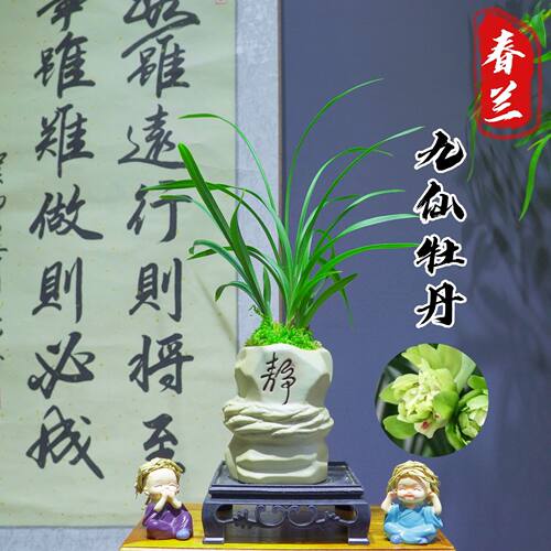 [九仙牡丹]浓香型带陶瓷盆种好勤花勤芽好养易活