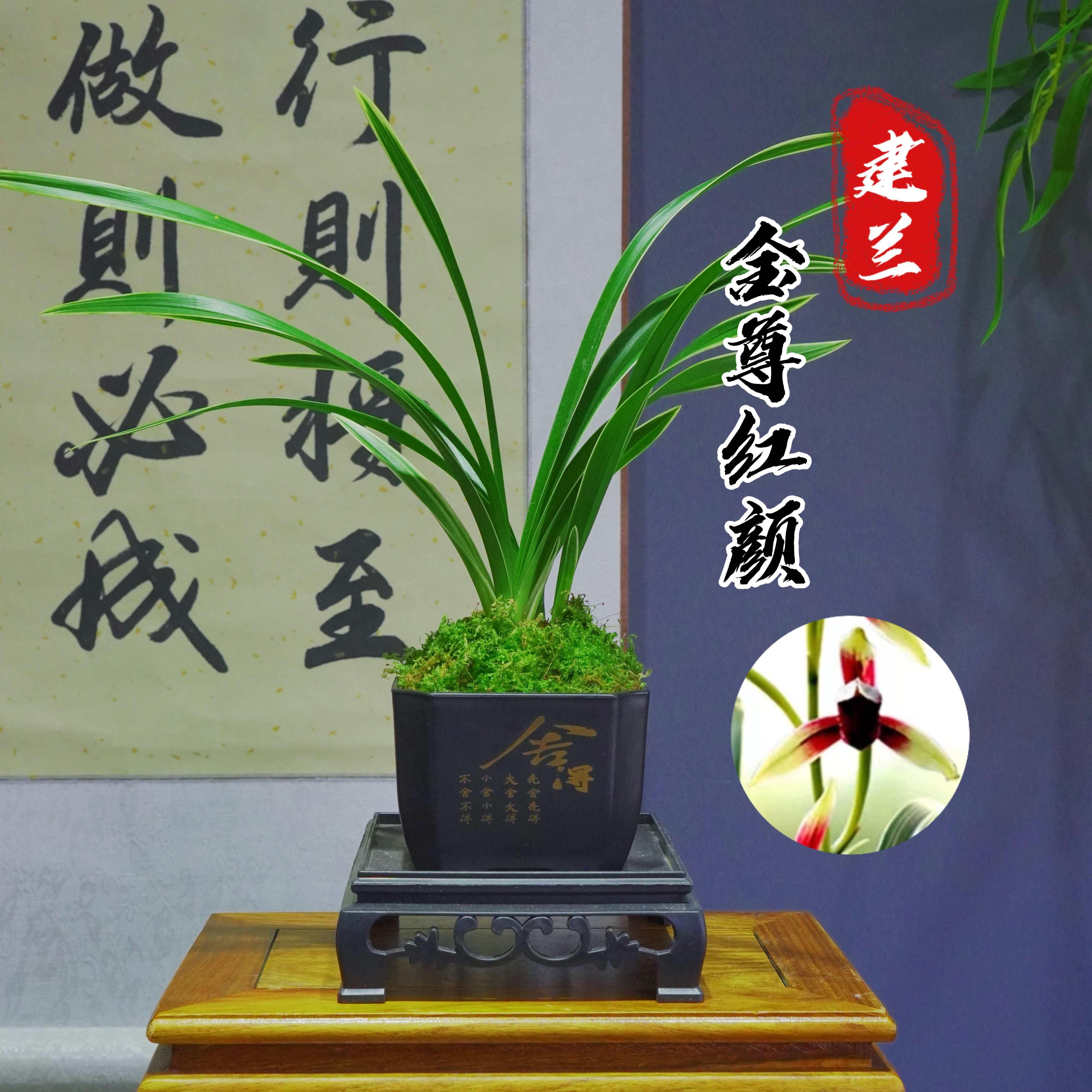 【金尊红颜】建兰铭品矮种金边兰花花草精品兰花名贵品种