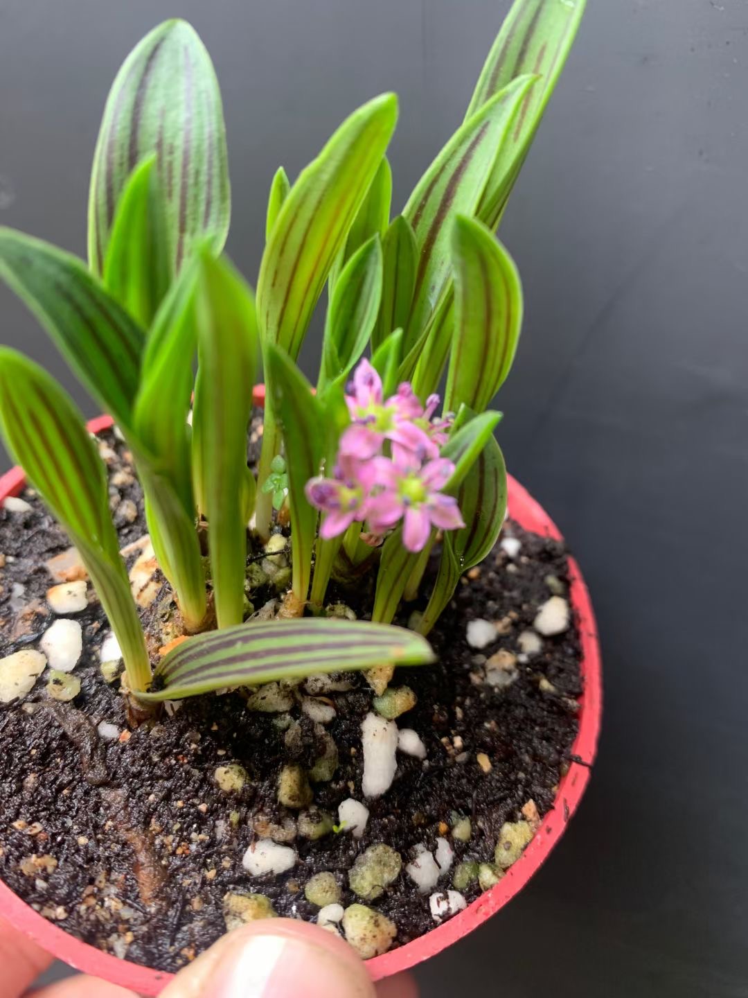 缟缦穗 日本山野草盆景素材