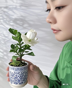 台湾达摩栀子花清誉栀子花喜黛玉栀子花阳台书房窗台客厅办公桌日