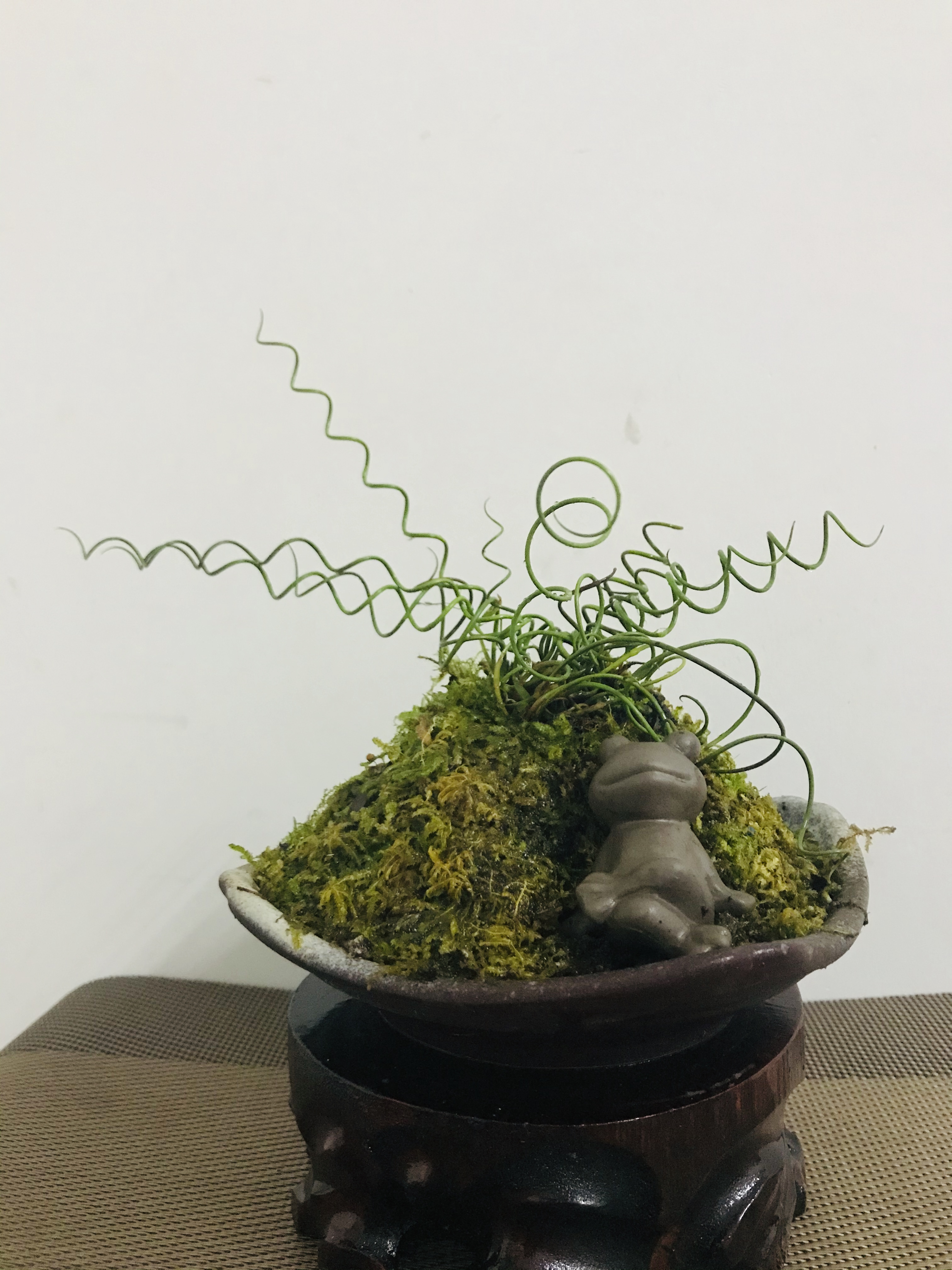 弹簧草 日本山野草进口姬弹簧草趣味植物盆栽