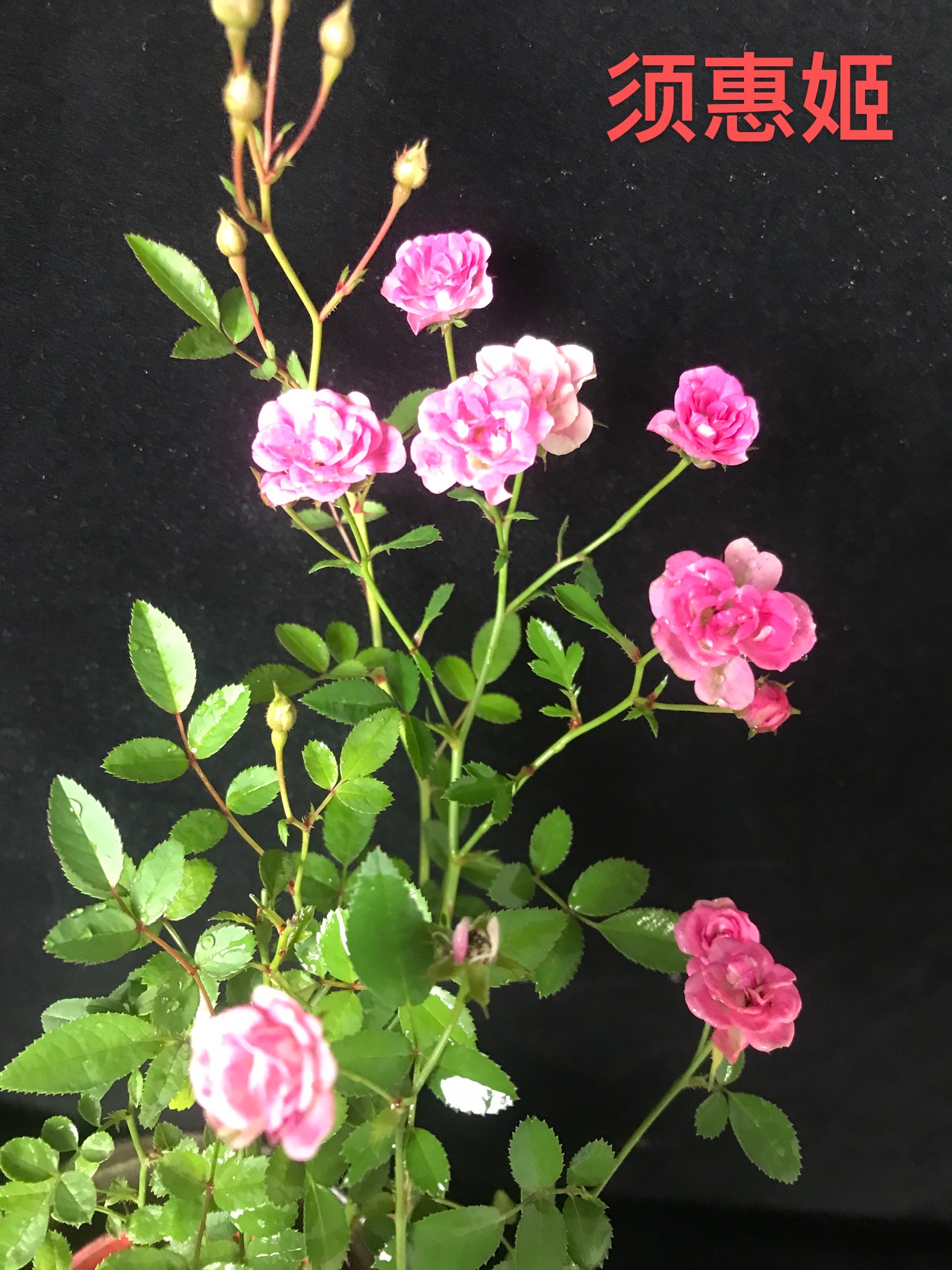 日本玫瑰窗台小盆栽日本