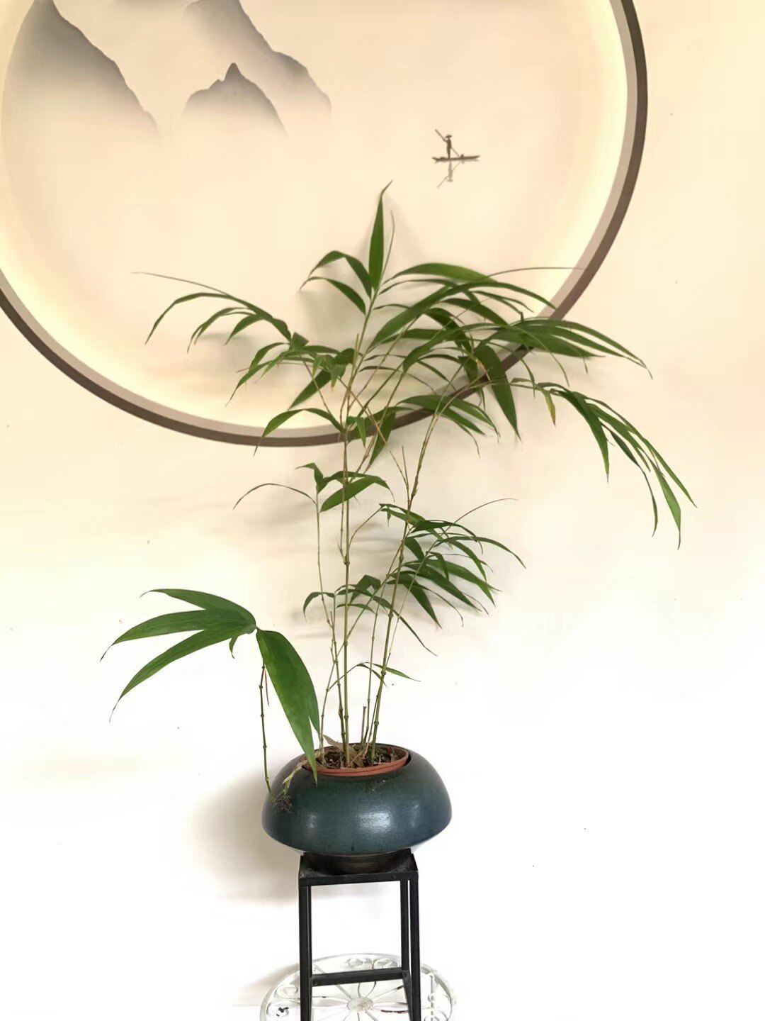 算盘竹文天祥竹云南名贵竹种室内室外植物雅致观赏竹