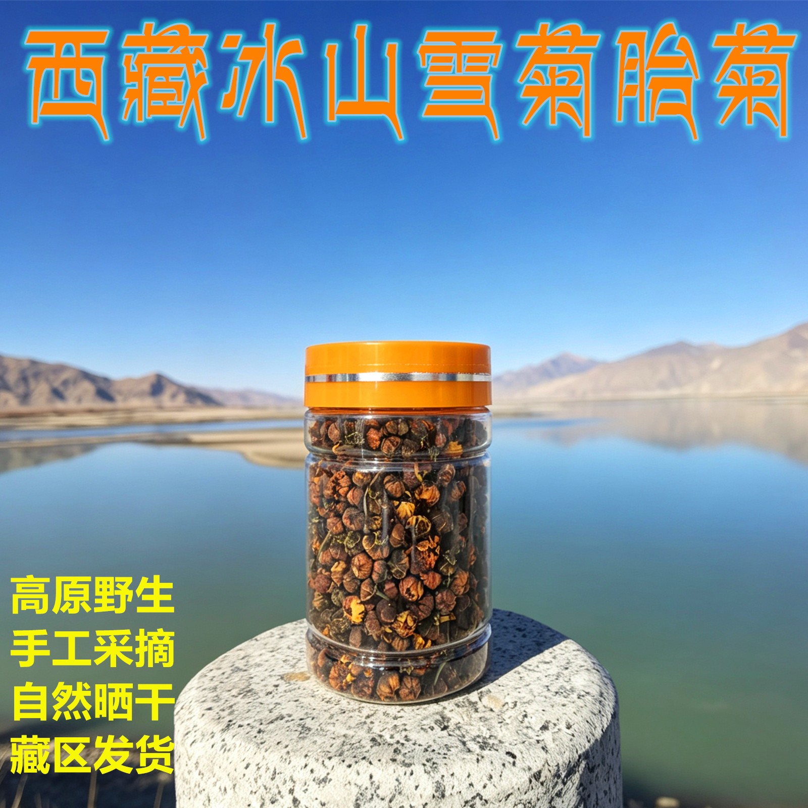 西藏雪菊野生冰山雪菊王高原胎菊