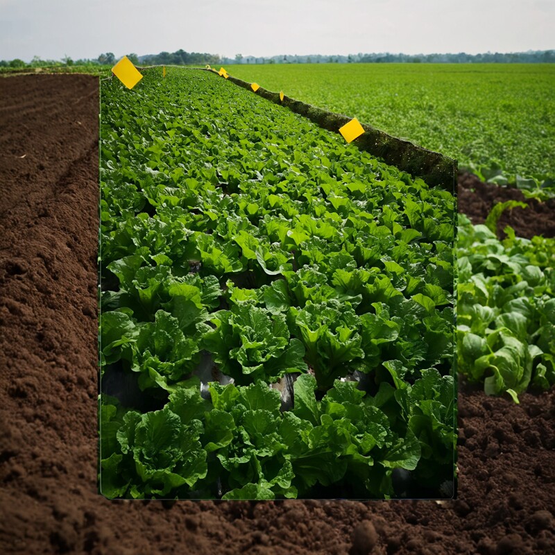 新鲜一份25叶饭包现摘东北菜