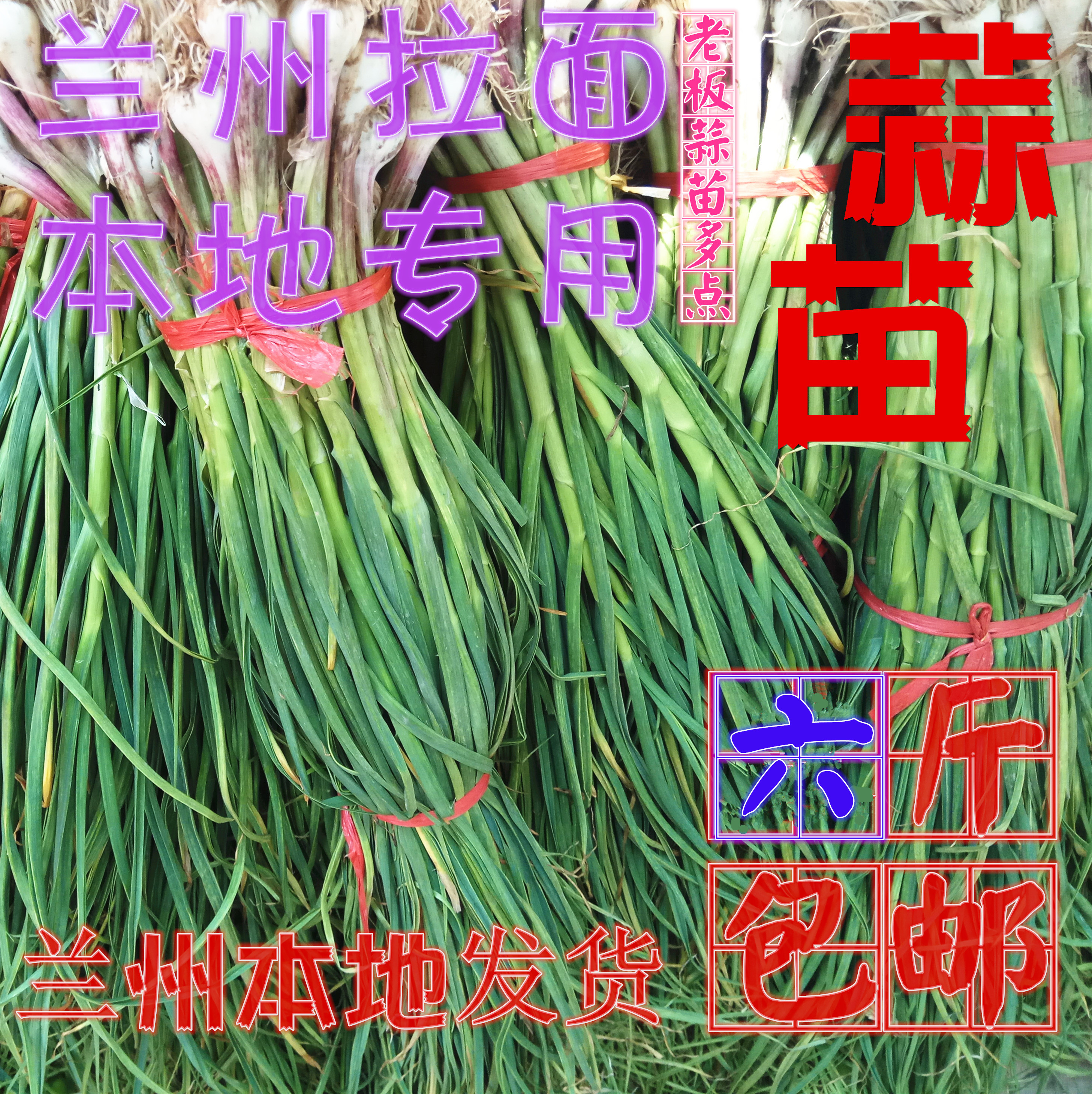 甘肃兰州新鲜蒜苗青蒜嫩蒜