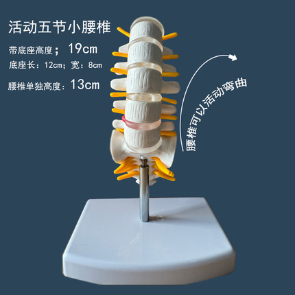 人体小腰椎脊柱模型人体骨骼模型颈椎骨神经腰椎间盘医用教学模型