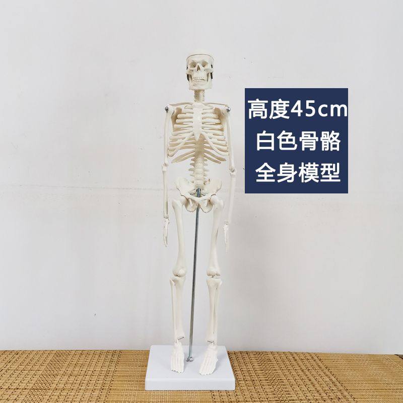 45cm全身仿真小白骷髅可拆卸活动教学美术模型展示人体医用骨骼