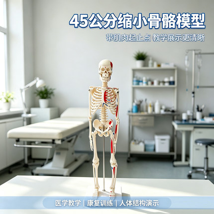 45cm缩小版骨骼模型全身人体骨骼模型骨盆肌肉结构可拆卸骨架模型