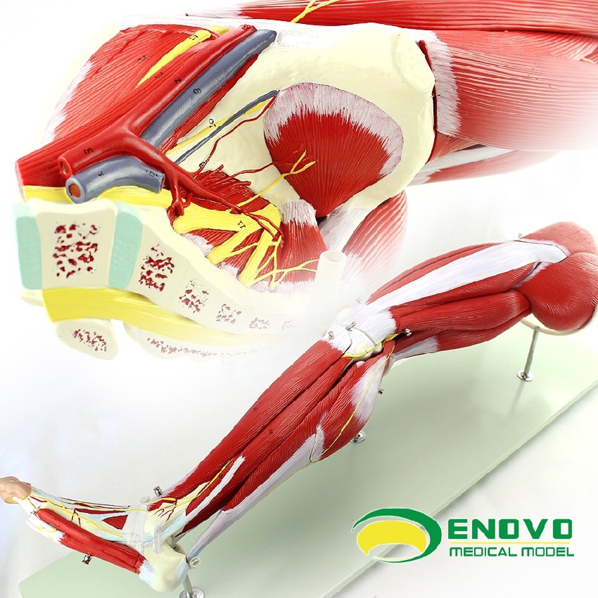 enovo颐诺医学人体下肢肌肉解剖模型 运动腿骨骼康复运动健身模型