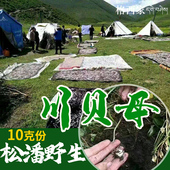 野生川贝母四川阿坝高原特产松贝尖贝藏贝中药材官方新货10g