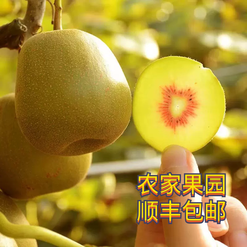 红心猕猴桃孕妇宝宝新鲜水果礼盒