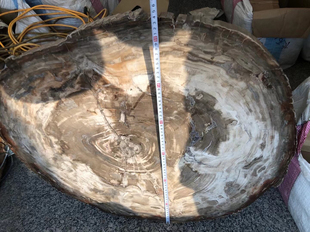 特大古生物木化石切片摆件,净70x60cm,重45公斤,结缘价4500元。