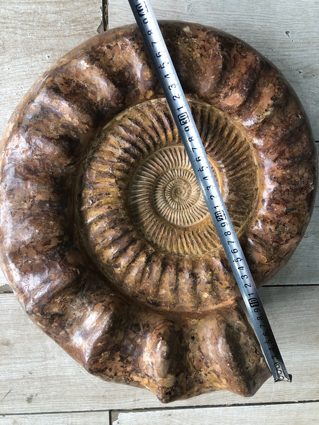 天然黄皮螺摆件古生物真旋菊石巴甫洛夫菊石,40cm,20.5公斤