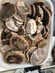 天然切片树化石原石古生物树化石居家办公茶杯垫10厘米，68元/个