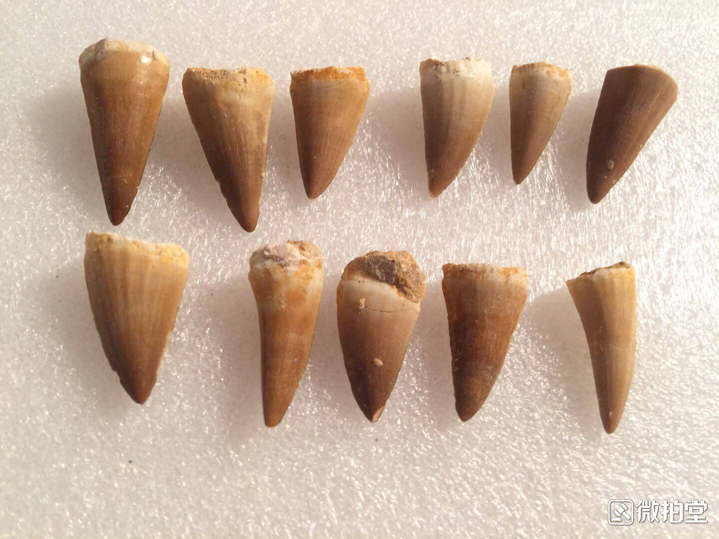 中号教学标本天然摩洛哥沧龙牙化石标本收藏3CM