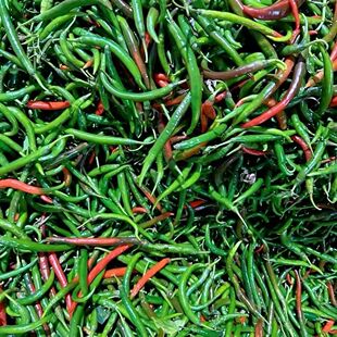 新鲜青辣椒线椒尖椒余秋辣椒小辣椒微辣海椒泡椒做酱二荆条批发