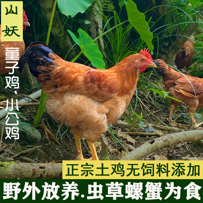 增加身高农家散养未打鸣童子鸡小公鸡刚打鸣仔鸡土鸡长高转骨汤