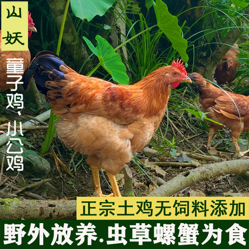 增加身高农家散养未打鸣童子鸡小公鸡刚打鸣仔鸡土鸡长高转骨汤